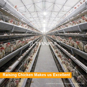 Fabricante de equipamentos para avicultura Tianrui Layer Poultry Farm House Design